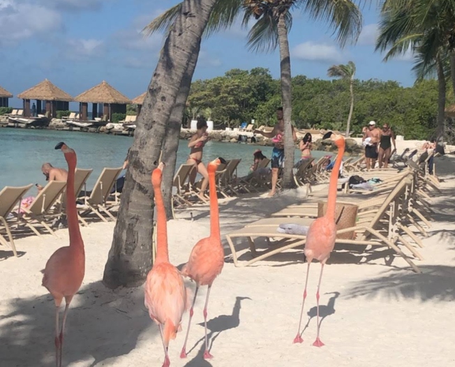 Flamingos in Aruba